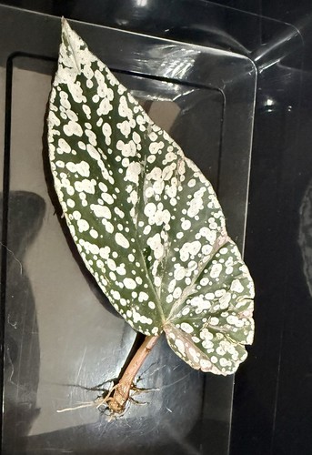 Begonia snow capped pink - capped,
