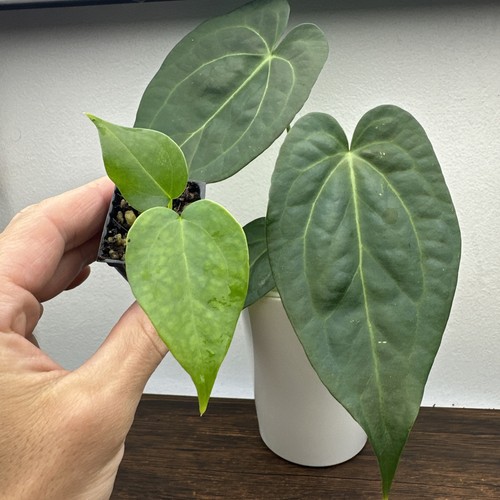 Anthurium delta force - anthurium,