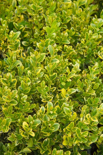 Buxus sempervirens gold tip - buxus,