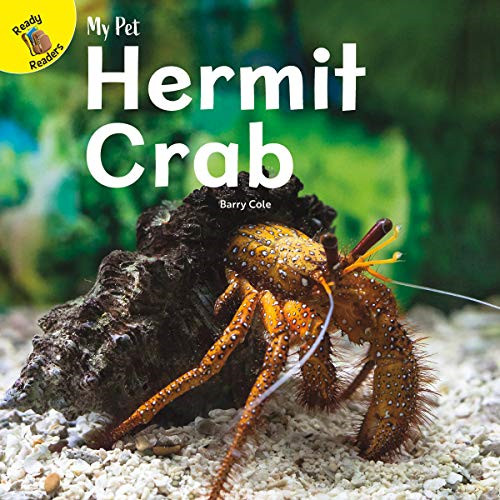 Hermit crab - hermit, (my