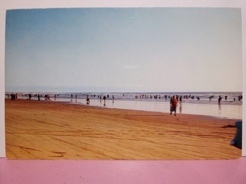 Pismo beach california clam - pismo,