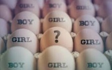 Fertility,Gender, Sexing,Tester For Birds✅Hatching Eggs/Chicks Works Every Time