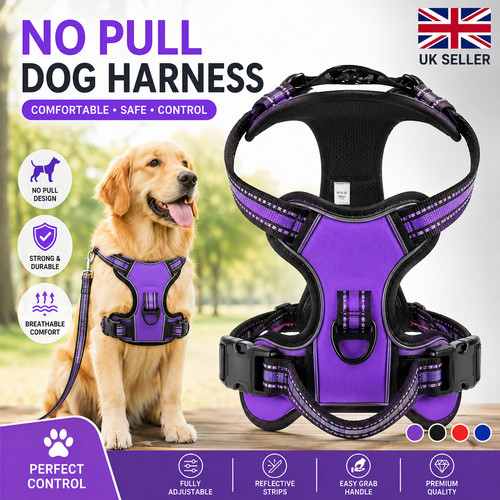 Dog harness pull - dog, no