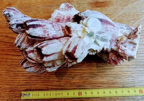 Large purple barnacle - large,