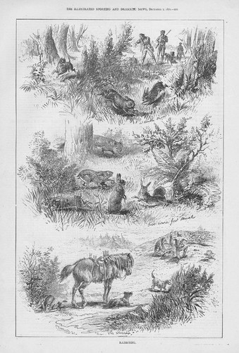 Rabbiting hunting scene - scene,