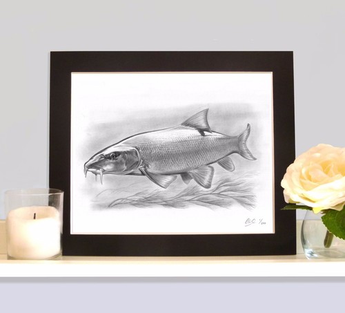 Barbel underwater fish - underwater, art