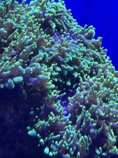 Fuzzy Mushroom Marine Coral Frag LPS Soft Corals Frags Reef aquarium 