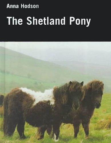 The shetland pony allen - pony, (allen