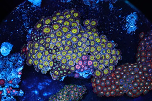 Yellow zoanthid rock - rock, colony