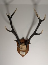 Historic Vintage Taxidermy Red