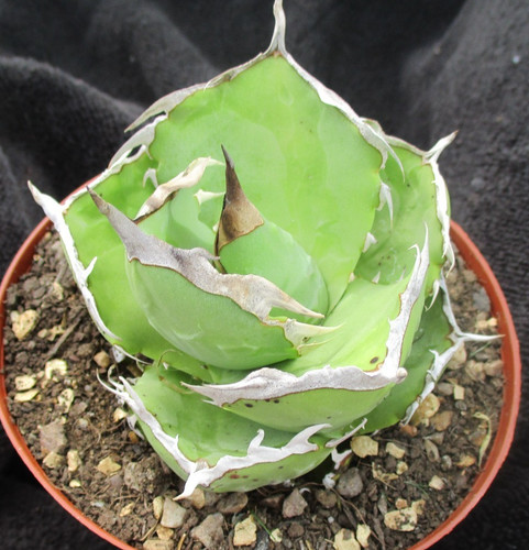 Agave titanota crab highly - titanota, 'crab'