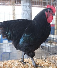 Blue/Black Jersey giant