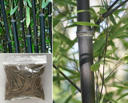 Black bamboo phyllostachys - black, |