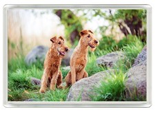 IRISH TERRIER DOG FRIDGE