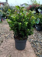 Ilex Meserveae "Little Rascal"