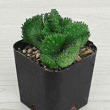 Succulent Plant - Euphorbia