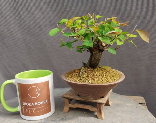 Chunky trunk shohin - chunky,