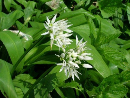 Flower garlic wild - flower,