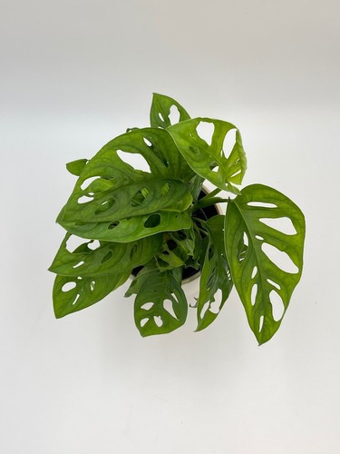 Monstera adansonii monkey - monstera,