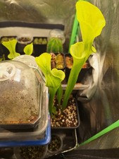 Sarracenia flava