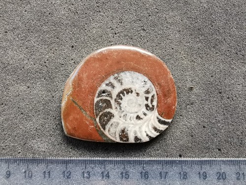 Polished goniatite fossil - goniatite,