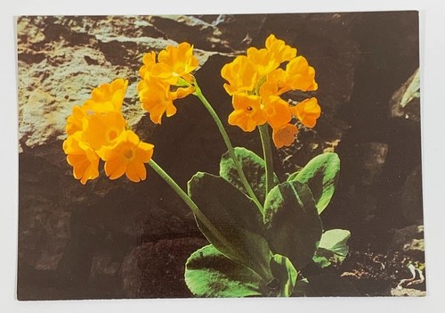 Mountain cowslip bears - mountain,