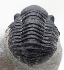TRILOBITE PHACOPS Fossil Sea