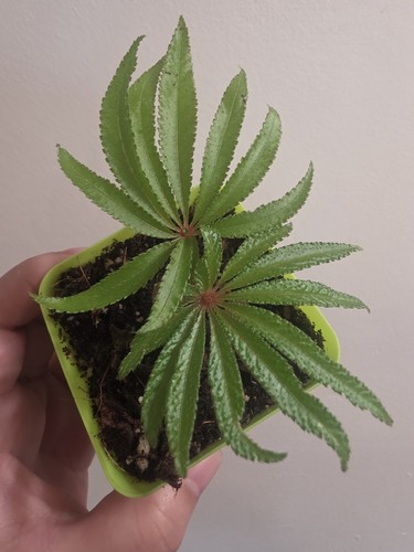 Begonia luxurian 8cm - begonia,