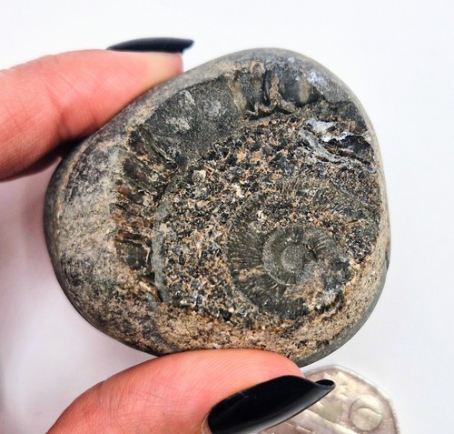 Natural ammonite goniatite - ammonite,
