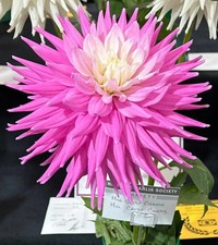 Hillcrest Candy Medium Semi Cactus Dahlia Pot Tuber