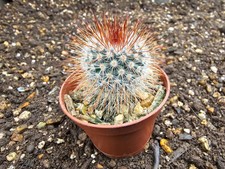 Mammillaria spinossima - Spiny