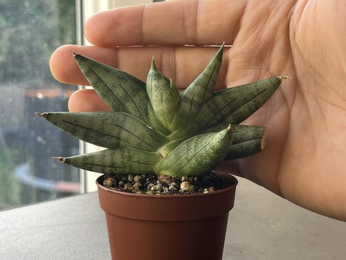 Sansevieria nilin hybrid - nilin,