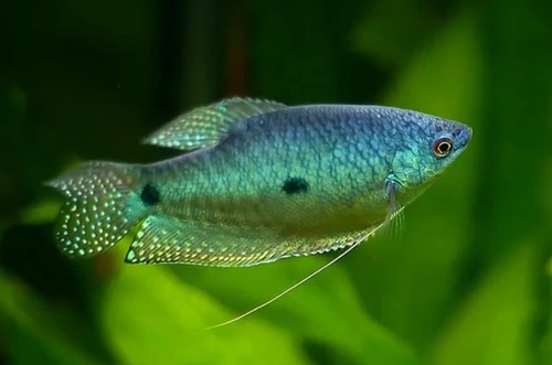 Blue gourami live - gourami,