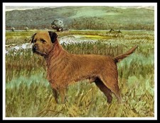 BORDER TERRIER LOVELY VINTAGE
