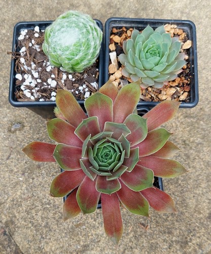 Sempervivum collection - , x3