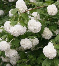 Viburnum opulus 'Roseum' /