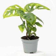 Monstera obliqua Monkey Leaf