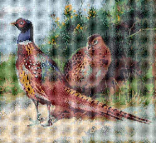 Pheasants game bird - pheasants, complete