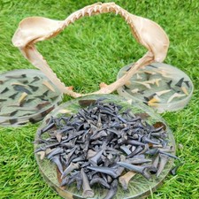 UK Shark teeth Pack of 10