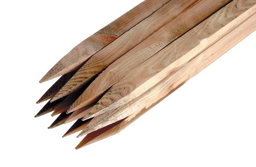 Ambassador birch hardwood tree - ambassador,