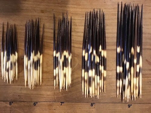 Porcupine quills - quills,