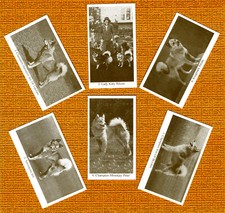 FINNISH SPITZ SET OF SIX NAMED