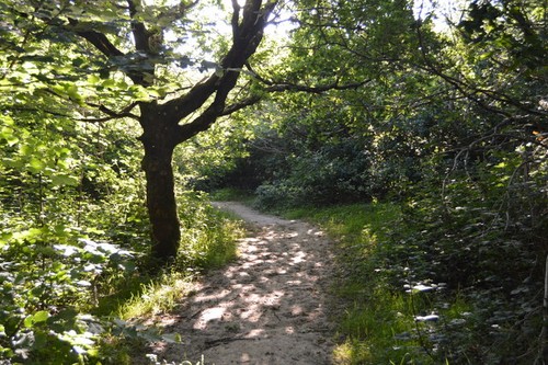 Photo 6x4 high weald landscape - photo,