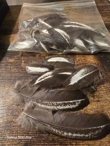 Medium large bird feathers - medium-large,