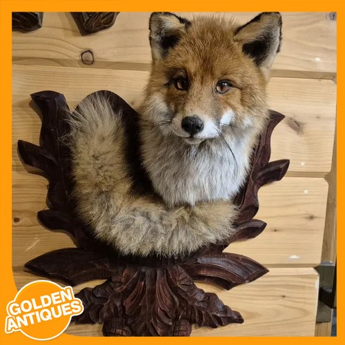 Real red fox interior - fox, rustic