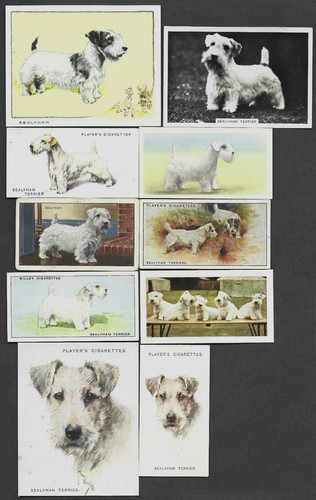 Different vintage sealyham - 10,