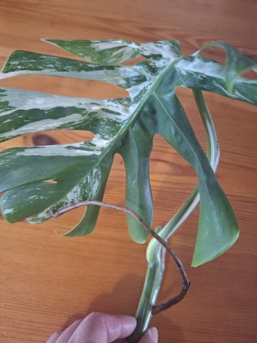 Monstera albo variegated plant - variegated,