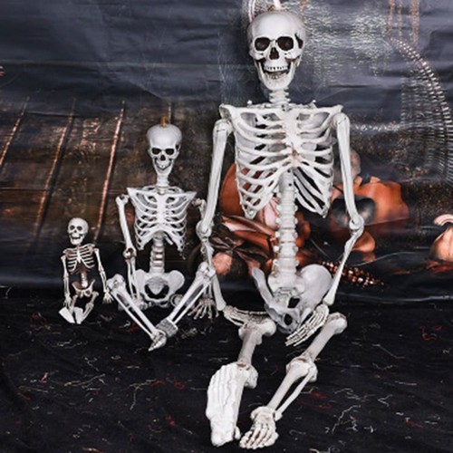 Full life size human skeleton - human,