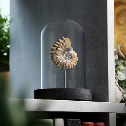 Douvilleceras ammonite real - ammonite,