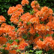 Orange Azalea Japanese